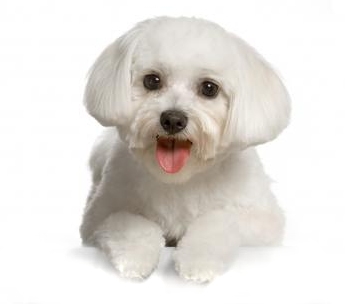 dog grooming Portsmouth